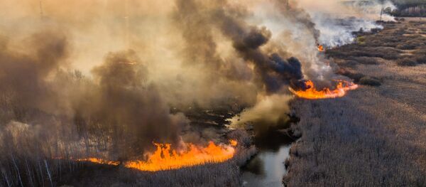 Пожар в Чернобыльской зоне Пожар в Чернобыльской зоне - Sputnik Таджикистан