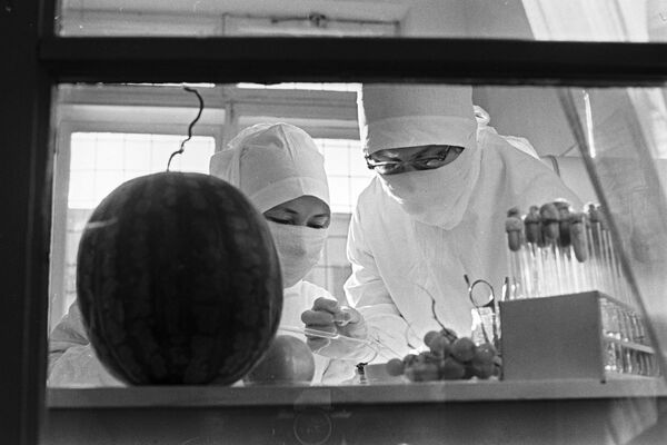 Борьба с эпидемией холеры в Астрахани. Бактериологический анализ овощей и фруктов в городской лаборатории. 1971 год - Sputnik Таджикистан