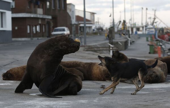 Бездомная собака и морской лев на одной из улиц неподалеку от морского порта в Мар-дель-Плате, Аргентина - Sputnik Таджикистан