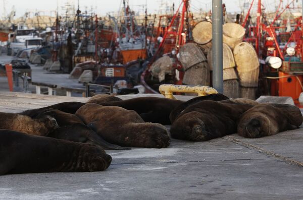 Морские львы отдыхают на одной из улиц неподалеку от морского порта в Мар-дель-Плате, Аргентина - Sputnik Таджикистан