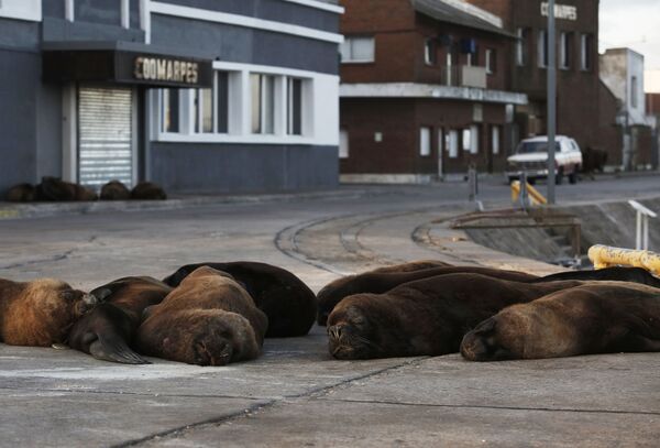 Морские львы во время отдыха на одной из улиц неподалеку от морского порта в Мар-дель-Плате, Аргентина - Sputnik Таджикистан