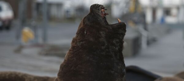 Морской лев на одной из улиц неподалеку от морского порта в Мар-дель-Плате, Аргентина - Sputnik Таджикистан