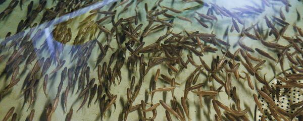 Рыбный завод по выращиванию форели, архивное фото - Sputnik Таджикистан