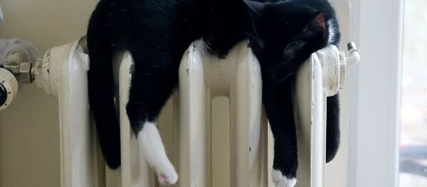 Кот на радиаторе - Sputnik Таджикистан