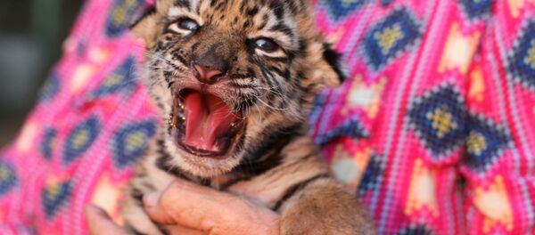 Бенгальский тигренок в зоопарке в Мексике Бенгальский тигренок в зоопарке в Мексике - Sputnik Таджикистан