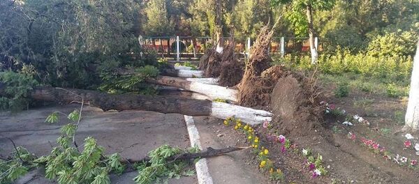 Город Худжанд, последствие сильного ветра Город Худжанд, последствие сильного ветра - Sputnik Тоҷикистон