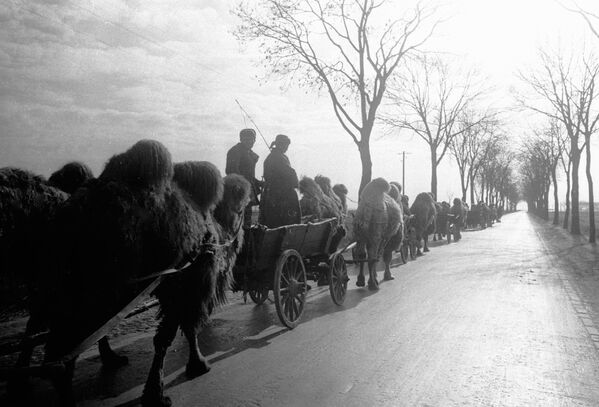 Один из первых выстрелов по Рейхстагу сделал боевой расчет, в котором служили верблюды, дошедшие до Берлина от Сталинграда. На фото - верблюды, впряженные в повозки, идут по пригороду Берлина - Sputnik Таджикистан