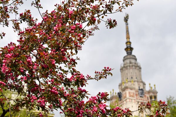 Цветение яблоневых деревьев около МГУ в Москве - Sputnik Таджикистан