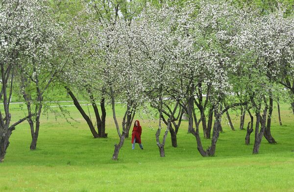 Цветение деревьев в Западном Бирюлево в Москве - Sputnik Таджикистан