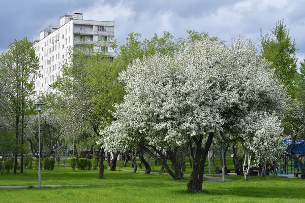 Цветение деревьев в Москве   - Sputnik Таджикистан