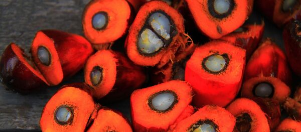 Плоды масличной пальмы - Sputnik Таджикистан