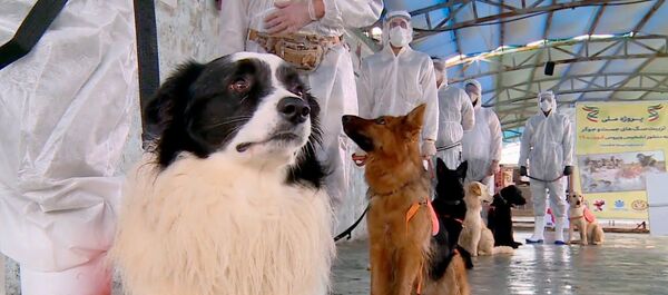 Собачья работа: в Иране животных учат определять зараженных коронавирусом людей - Sputnik Тоҷикистон