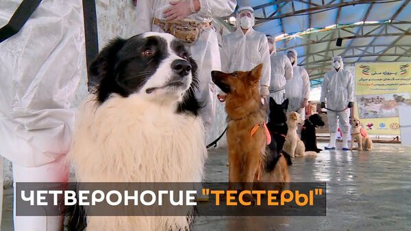 Собачья работа: в Иране животных учат определять зараженных коронавирусом людей - Sputnik Таджикистан
