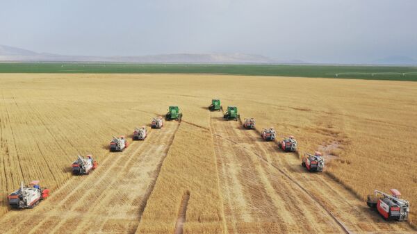 Пшеничное поле в Таджикистане - Sputnik Таджикистан