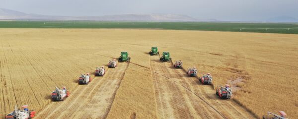 Пшеничное поле в Таджикистане - Sputnik Таджикистан