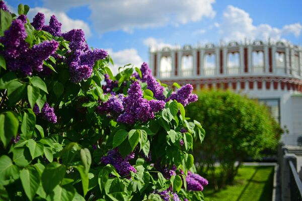 Цветущая сирень в Александровском саду в Москве - Sputnik Таджикистан