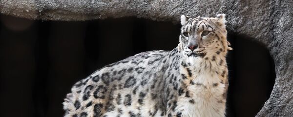 Снежный барс - Sputnik Таджикистан