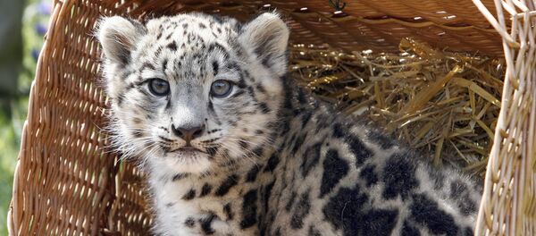 Детеныш снежного барса в берлинском зоопарке Детеныш снежного барса в берлинском зоопарке - Sputnik Таджикистан