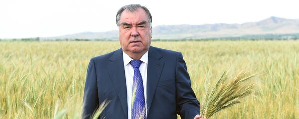 Эмомали Рахмон посетил пшеничные поля Мухсинджона и сады Хуросона - Sputnik Таджикистан
