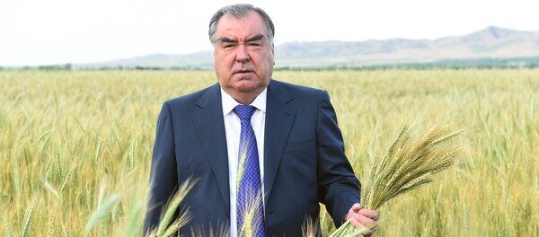 Эмомали Рахмон посетил пшеничные поля Мухсинджона и сады Хуросона - Sputnik Таджикистан