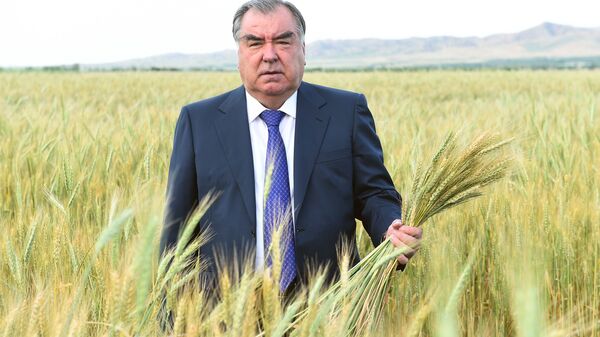Эмомали Рахмон посетил пшеничные поля Мухсинджона и сады Хуросона - Sputnik Тоҷикистон