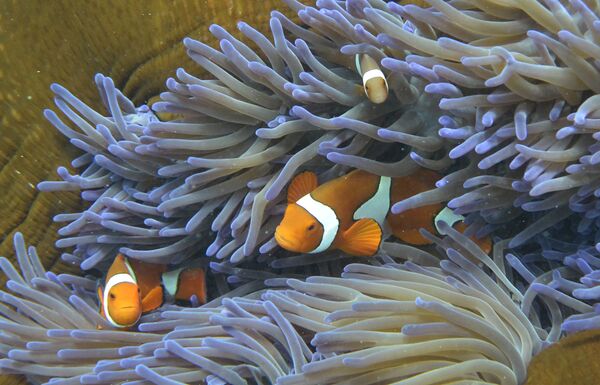 Рыбы в кораллах Большого барьерного рифа в Австралии - Sputnik Таджикистан