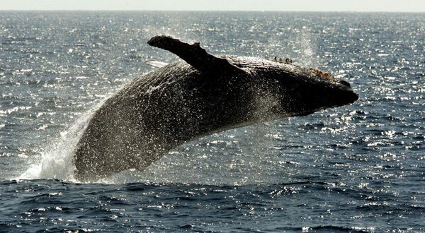 Горбатый кит всплывает на поверхность - Sputnik Таджикистан