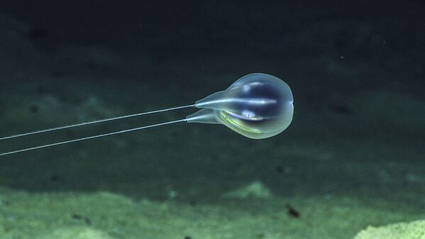 Гребневик Bathypelagic Ctenophore, снятый аппаратом Okeanos Explorer на глубине 4000 под водой  - Sputnik Таджикистан
