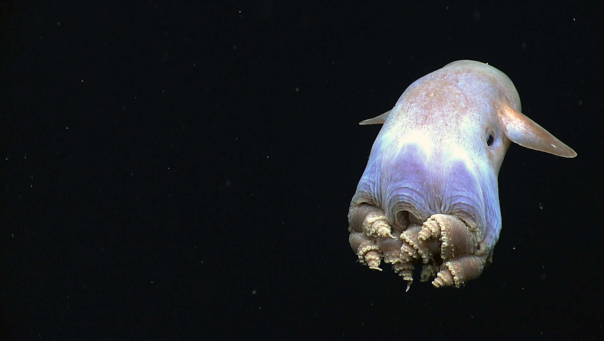 Глубоководный осьминог Дамбо