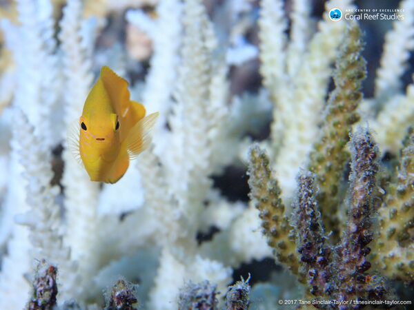 Рыбка в кораллах Большого барьерного рифа в Австралии - Sputnik Таджикистан