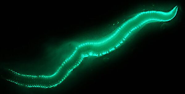 Люминесцирующий червь, обнаруженный учеными в водах Атлантического океана в окрестностях Бермудских островов - Sputnik Таджикистан