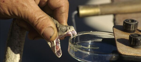 Так добывают змеиный яд. - Sputnik Таджикистан