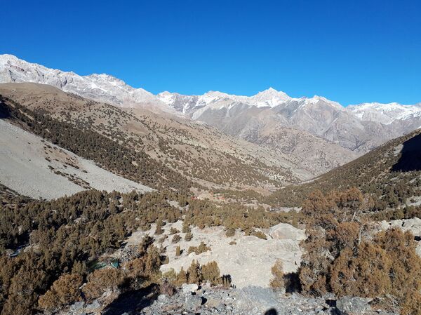 Арча ахбори садсолаҳо дар худ дорад: омӯзиши арчаҳои Тоҷикистон аз сӯи олимони UCA - Sputnik Тоҷикистон