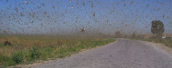 Рой саранчи, архивное фото - Sputnik Таджикистан