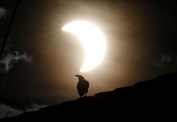 Ворона во время частичного солнечного затмения в Кении  - Sputnik Тоҷикистон