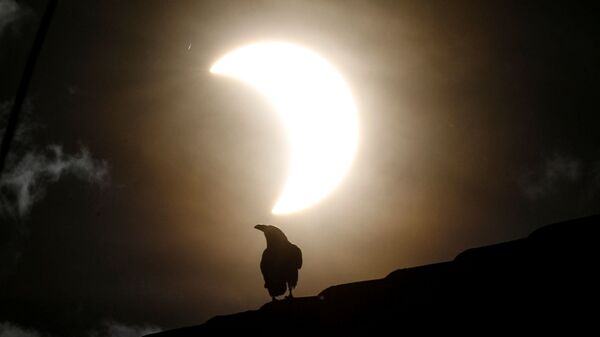 Ворона во время частичного солнечного затмения в Кении  - Sputnik Таджикистан