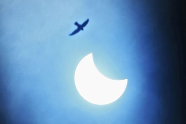 Птица в небе во время частичного солнечного затмения в Индии  - Sputnik Таджикистан
