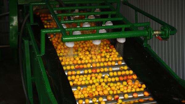 ООО Сырдарьо в Худжанде по переработке фруктов - Sputnik Таджикистан