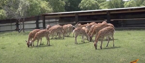 Российская семья разводит редких оленей на Дальневосточном гектаре - Sputnik Таджикистан